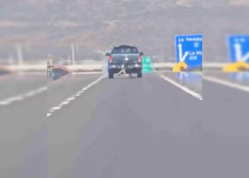 Conmoción en Ruta 5 Norte: médico detenido por maltrato animal queda en libertad bajo apercibimiento